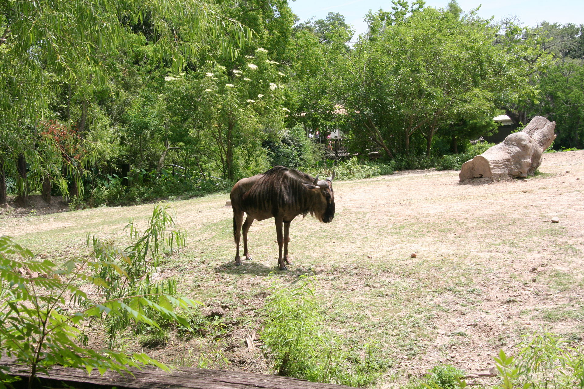 Streifengnu/Blue Wildebeest